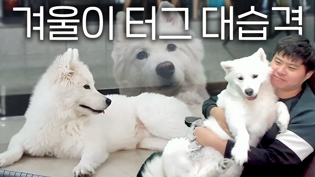 어느날 갑자기 등장한 흰색 터그 머신의 습격