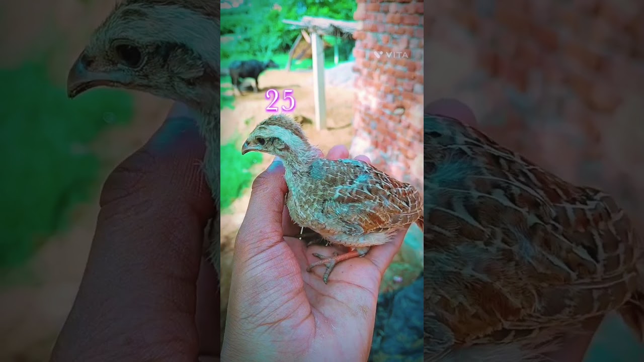 Grey francolin chikes day by day growth video देशी तितर के बच्चे की फुल वीडियो #birds #animals