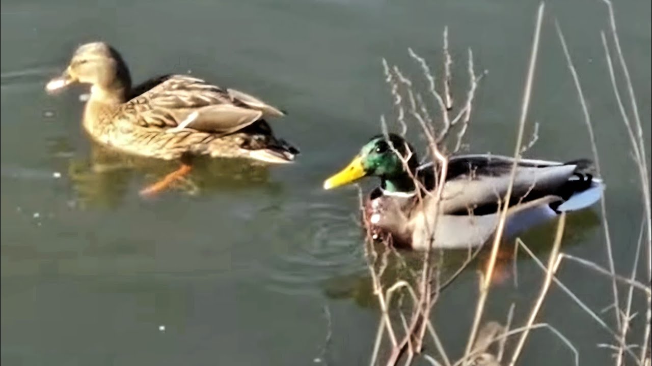 Only for two. Ducks won't let others near the food 🚫🦆