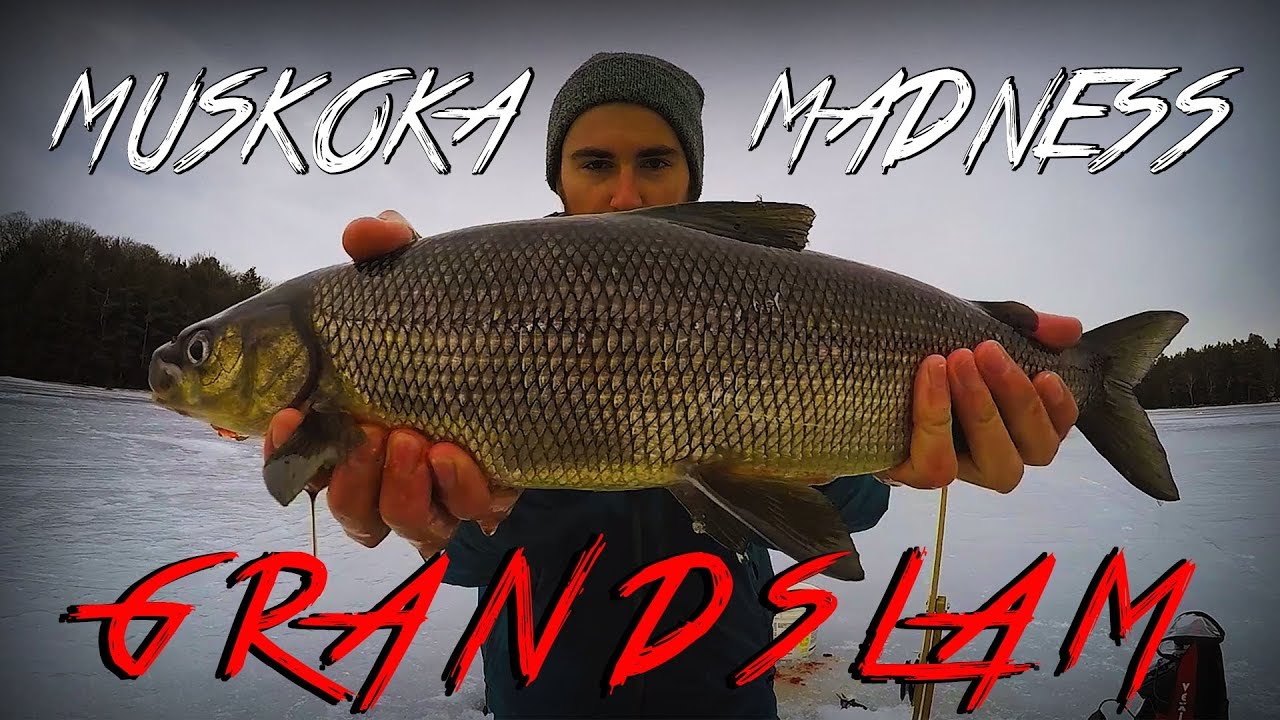 Muskoka GRANDSLAM! Nonstop Lake Trout and Whitefish Action | Muskoka MADNESS Part 4