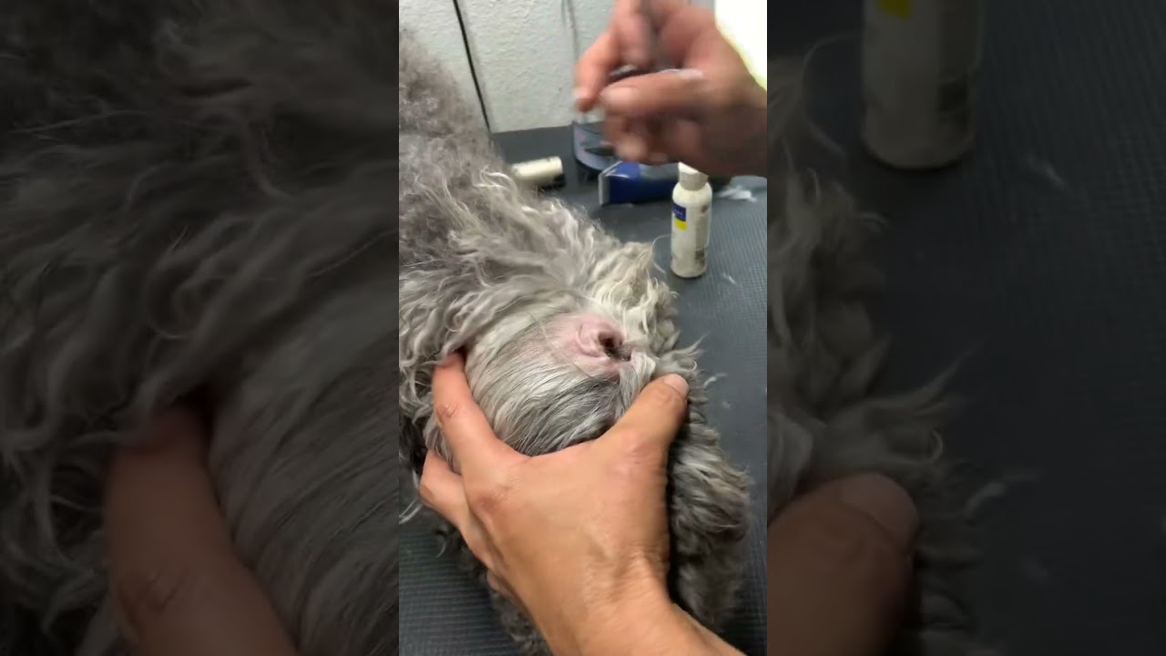 Dog Ear Hair Removal