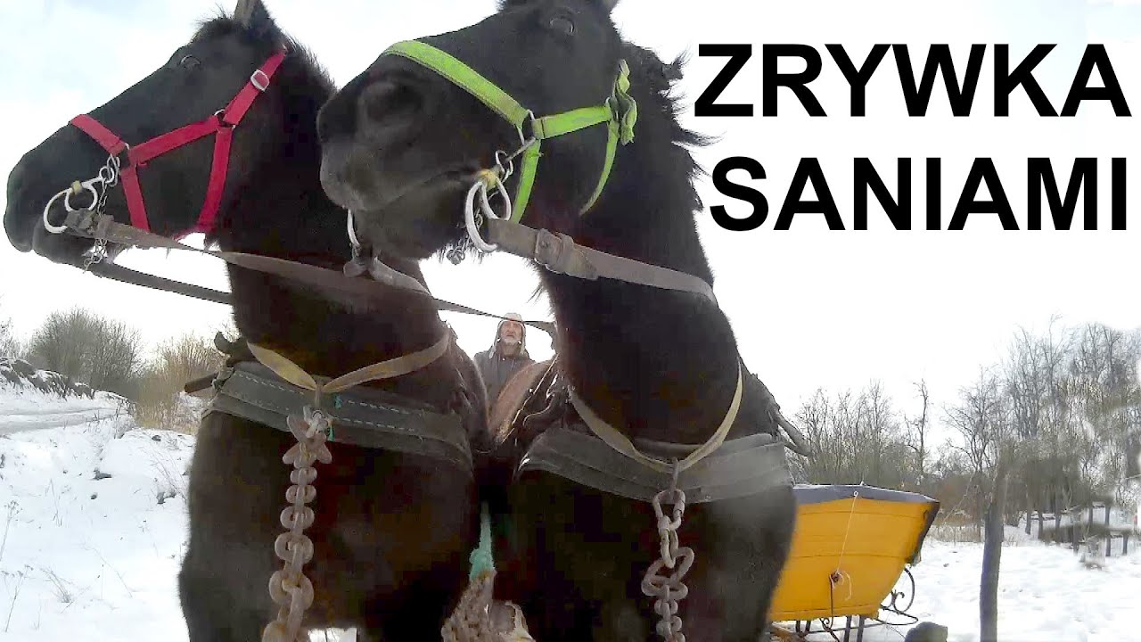 KONIE SANIAMI ZRYWKA DRZEW