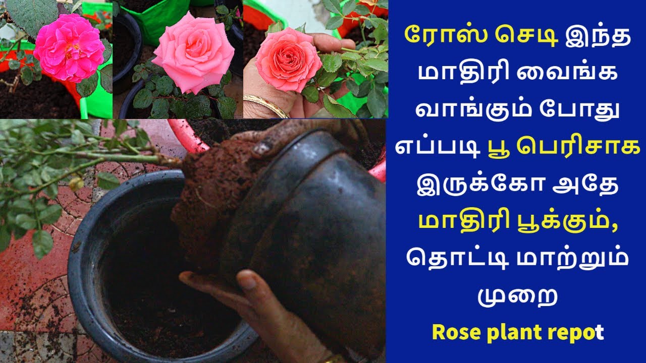 இந்த மாதிரி ரோஸ் செடி வாங்கி வைங்க எந்நேரமும் பூ இருந்துகிட்டே இருக்கும் | rose plant repot