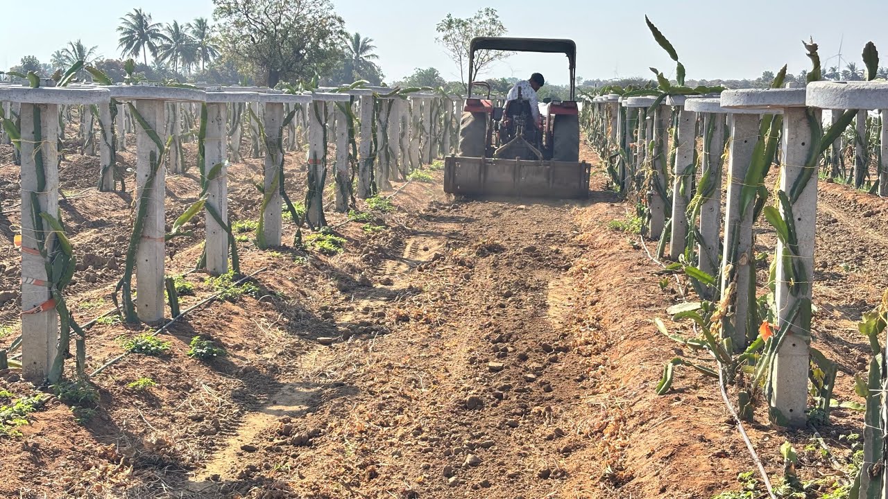 Dregon Fruit me Miti Ka Kam pura Ho gaya 👍 