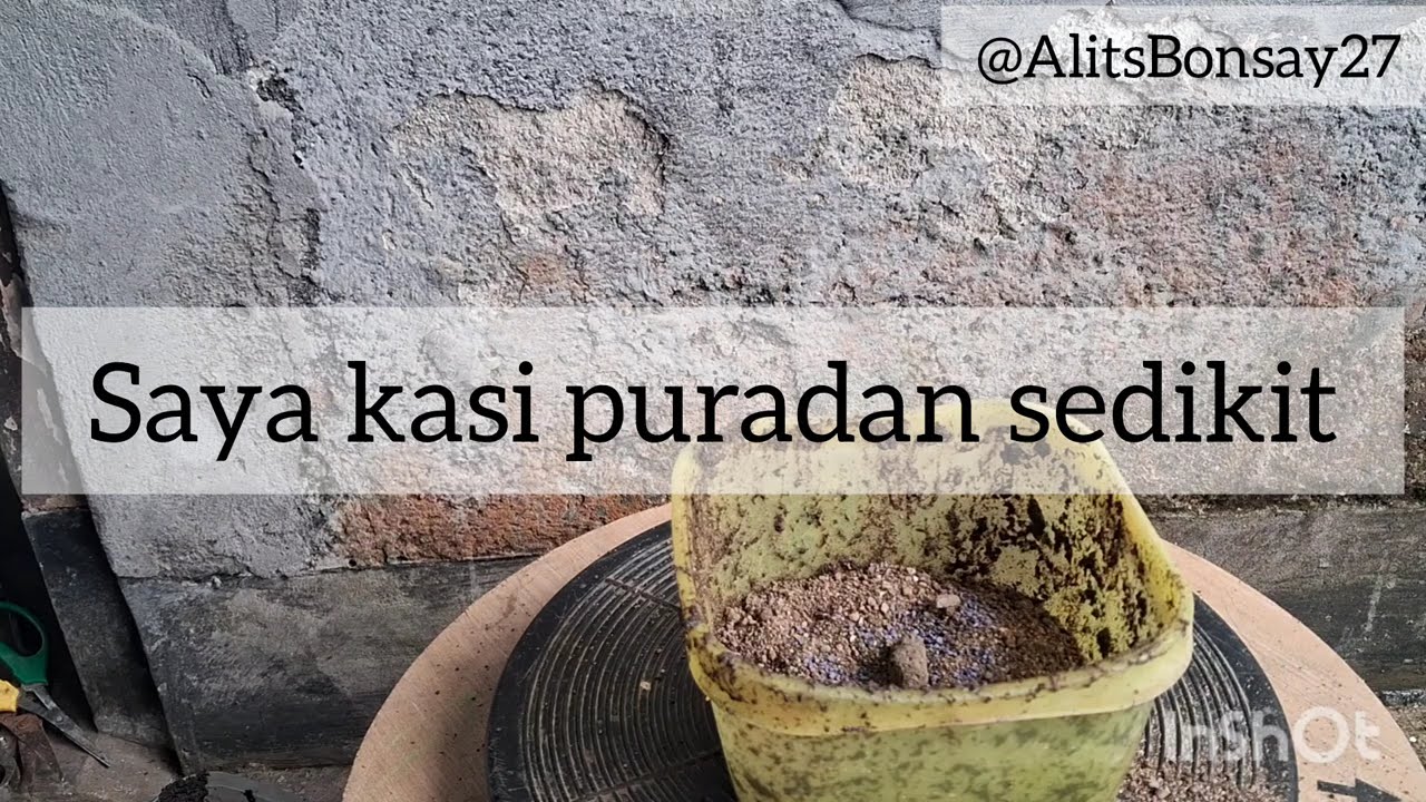 Program Ulang bahan Sancang Shito Formal#BelajarProgBonsaiShito#bonsaibali 