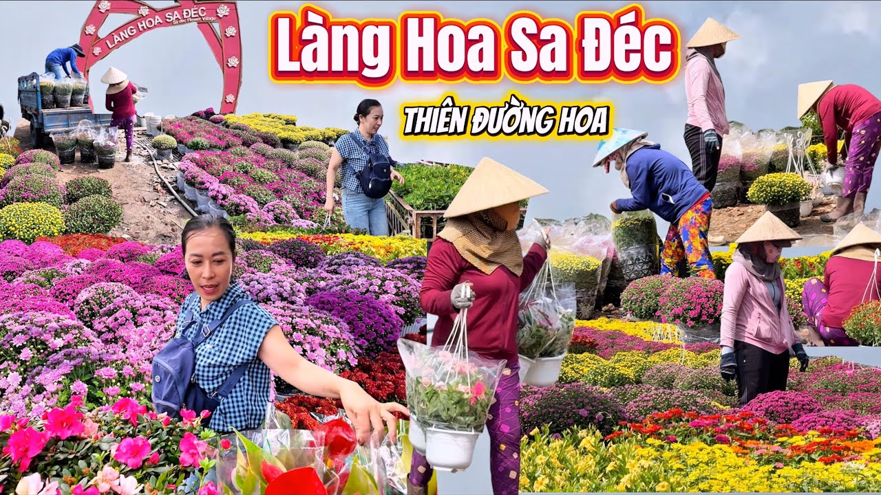 Bùng Nổ LÀNG HOA SA ĐÉC, ĐỒNG THÁP Xuất Hiện Hàng Ngàn Loại Hoa Đẹp Để Chuẩn Bị Đoán Tét 2026