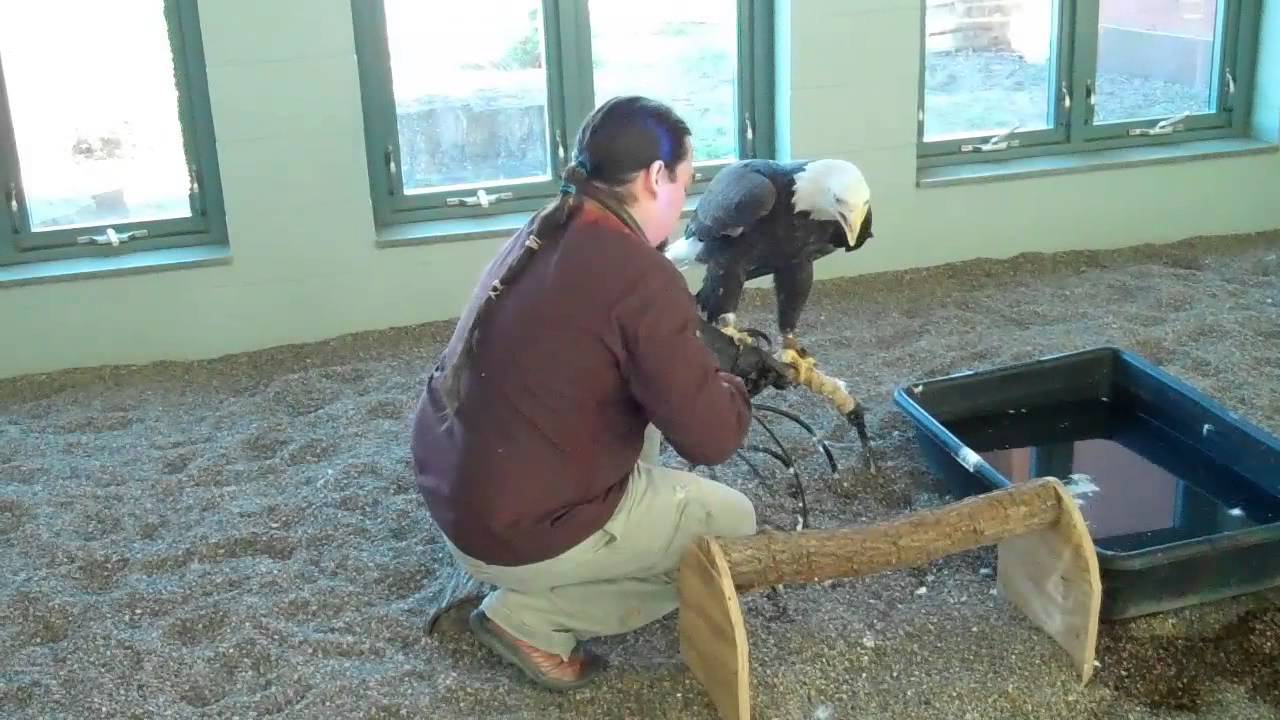 Morning chores at the National Eagle Center