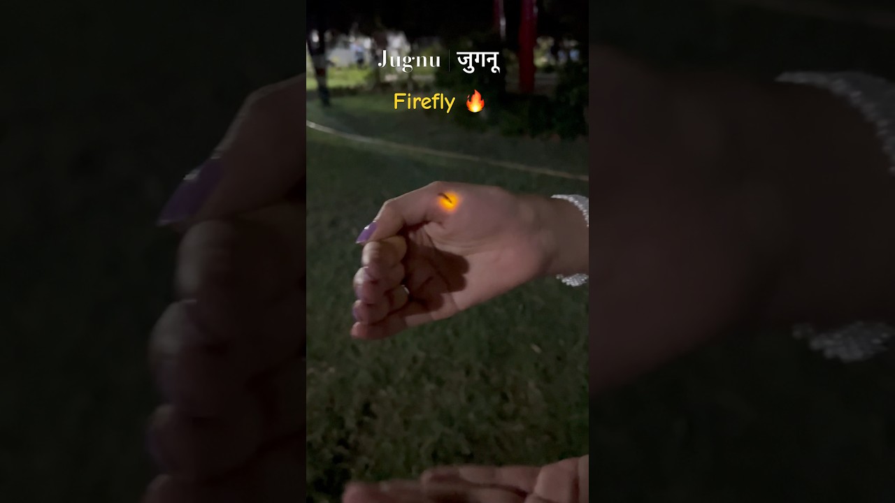 जुगनू | Why do Firefly (Jugnu) glow ? | Where and when to find Lightning Bugs #shorts #education