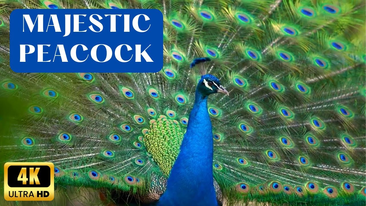 Peacock Dance Display In 4K | Opening Feathers | White Peacock | Peacock Sounds | Part-1 