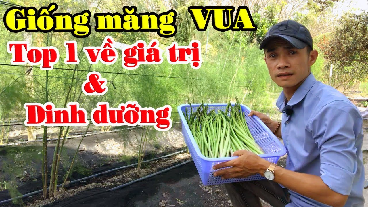 Mô hình trồng măng tây của chàng thanh niên trẻ tại vùng đất được mệnh danh nắng cháy da người