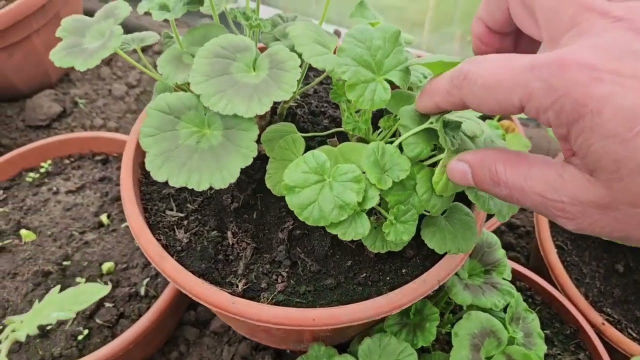 Pelargonie - uszczypywać czy nie ?