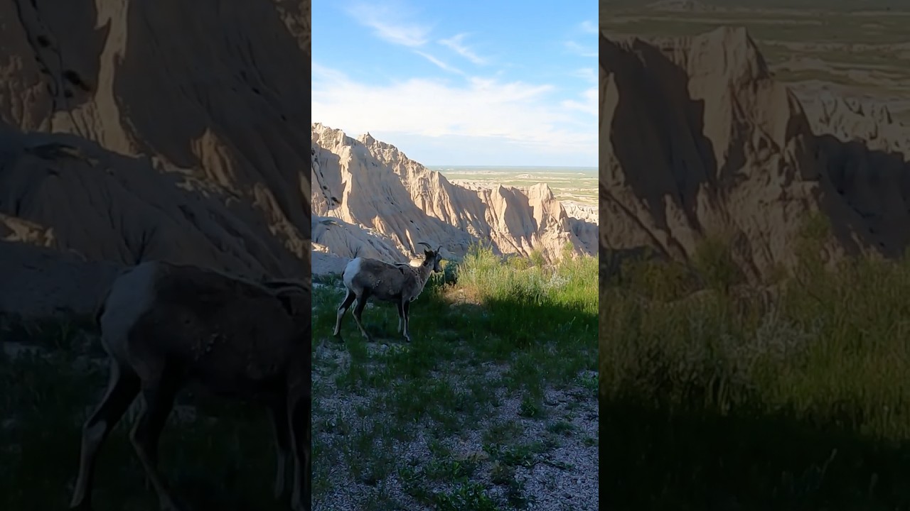 Badlands bighorn sheep #wildlife
