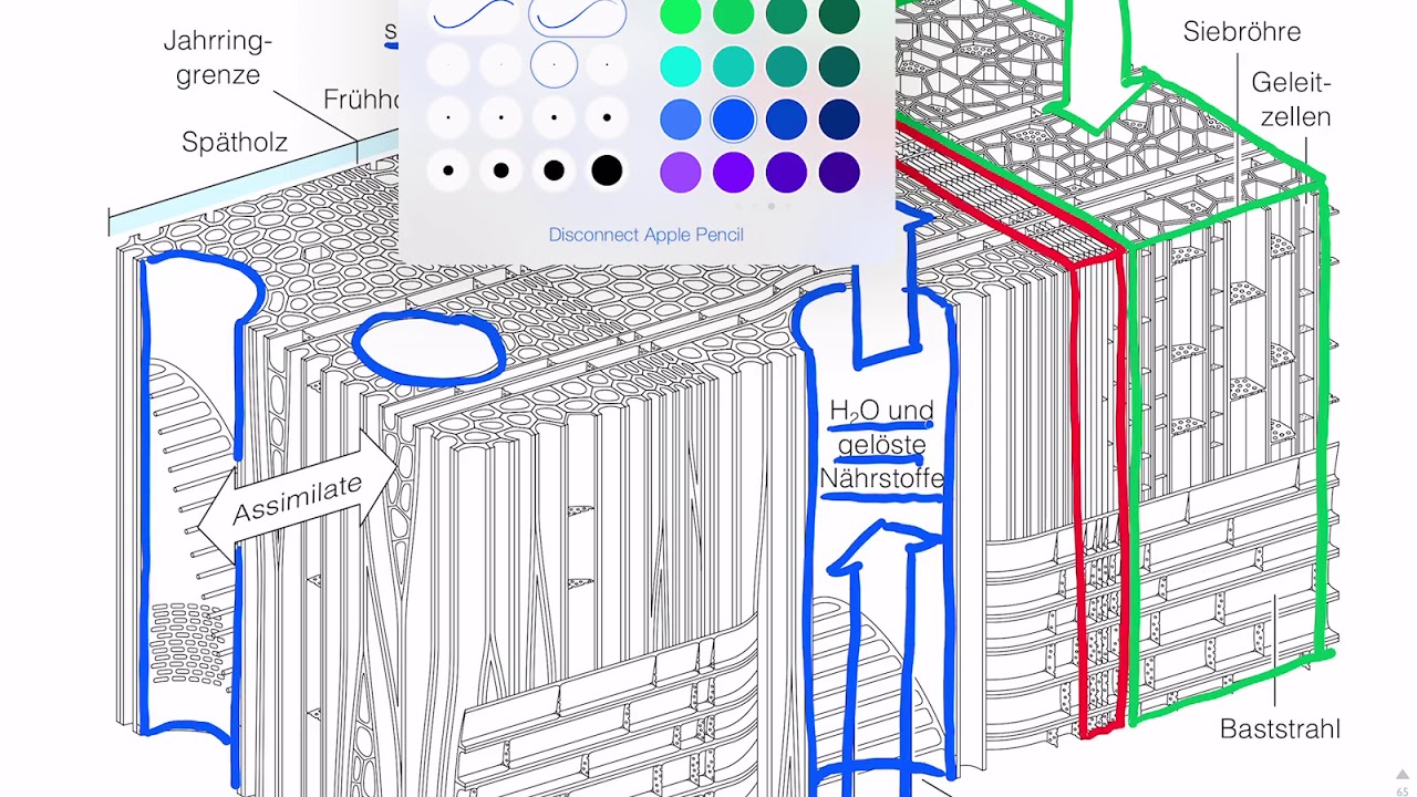 Dreidimensionale Organisation der Sprossachse