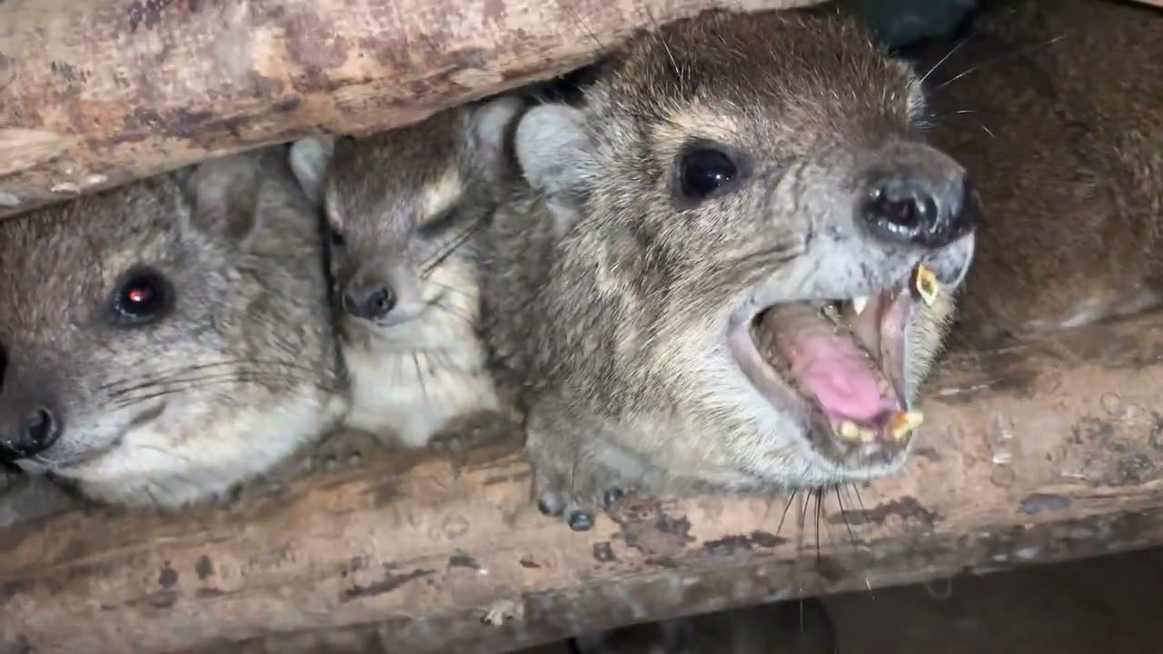 Extreme Close Up of Hyrax Scream + NOSE BOOP AT END!