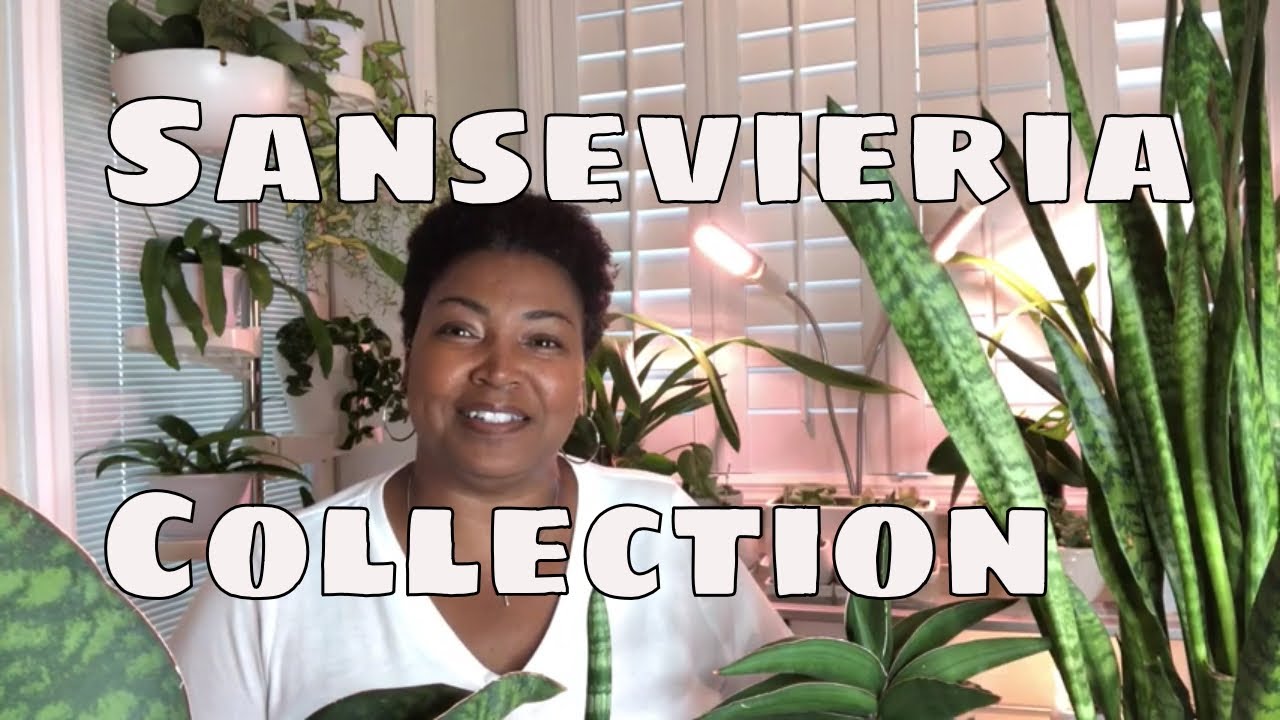 Sansevieria Plant Collection & Care Tips / Rare Snake Plants / Mother In Laws Tongue Propagation