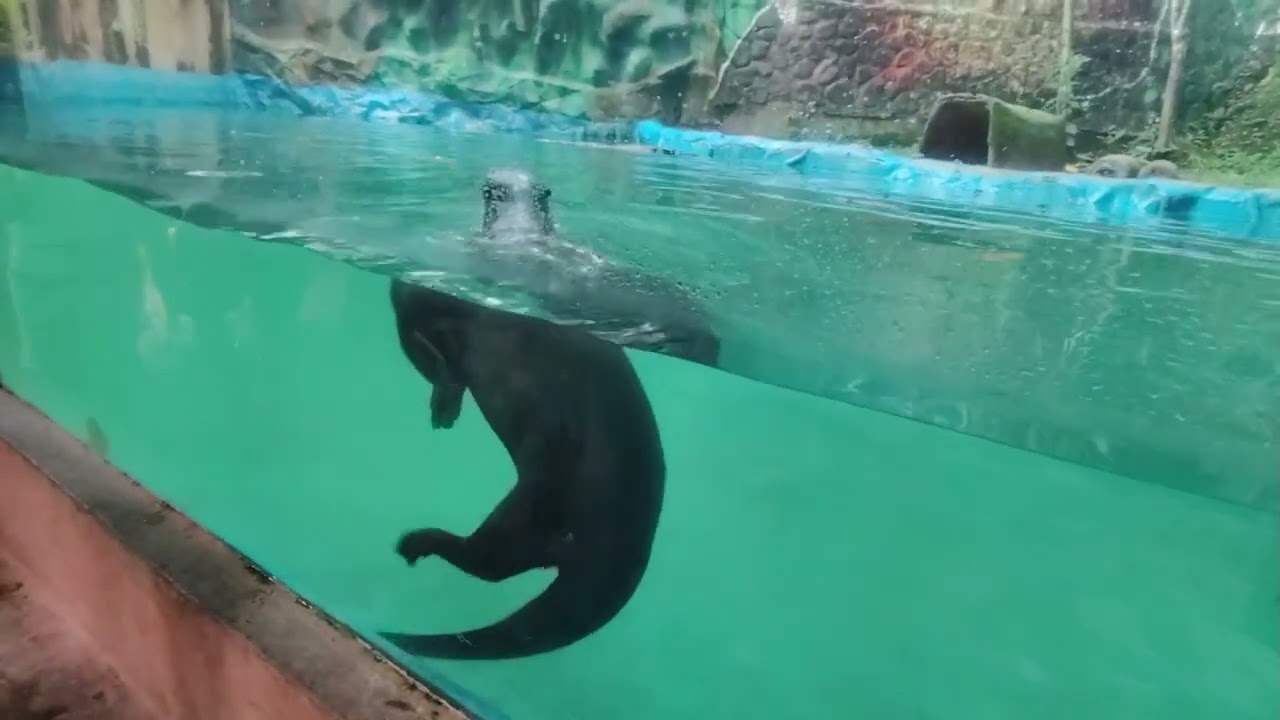 Turismo ClubPompe: Bioparque los Ocarros.