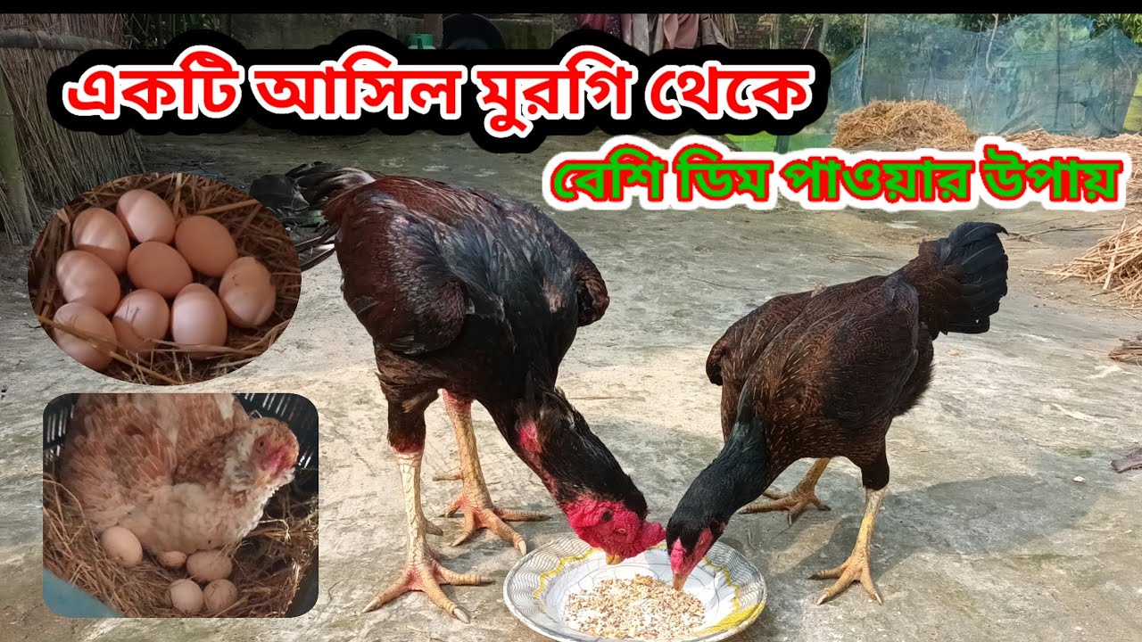 আসিল মুরগি পালন পদ্ধতি //একটি মুরগির থেকে বেশি ডিম পাওয়ার উপায় // একটা আসিল মুরগির ১৫-২০টি ডিম দিবে
