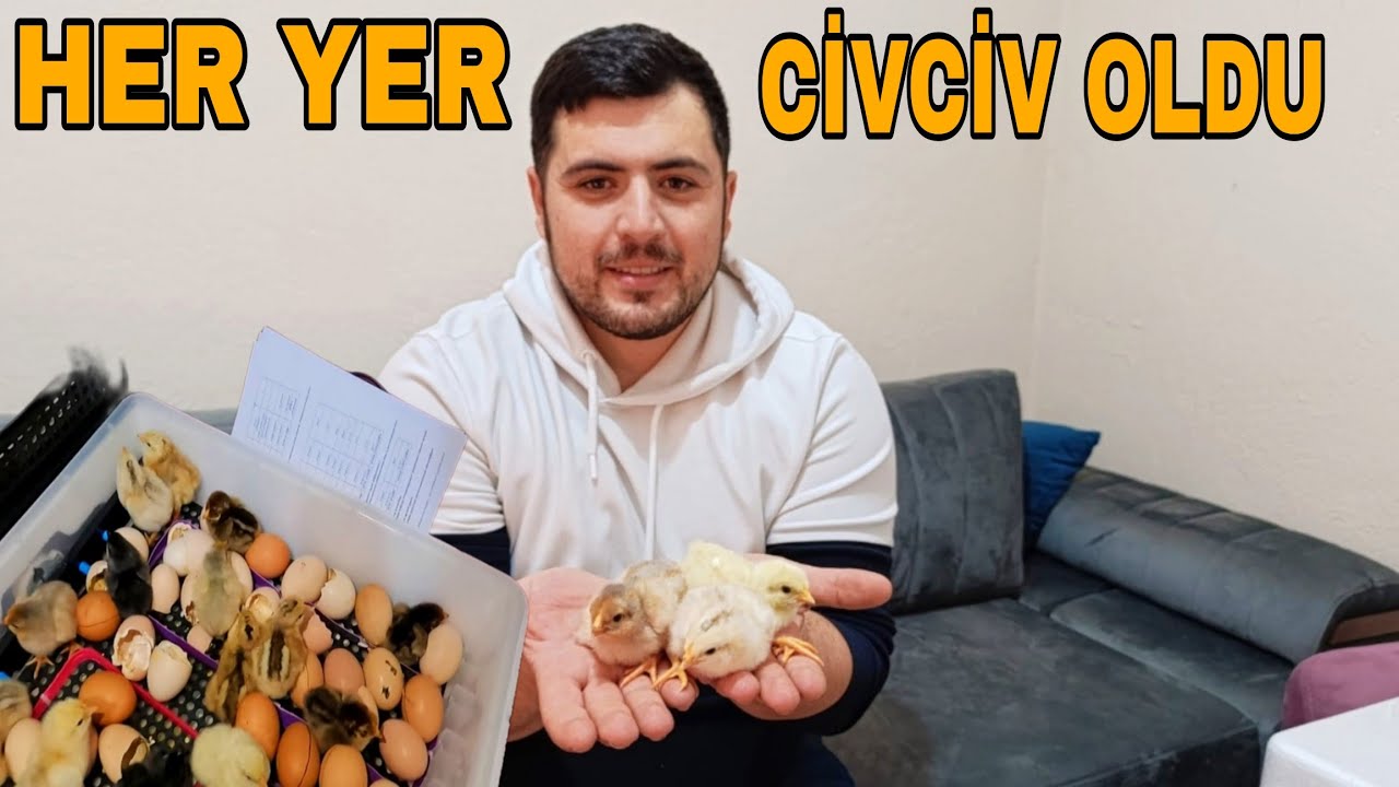 YENİ ALDIĞIM KULUÇKA MAKİNESİNDEN'21 GÜNDE GÜZEL ÇIKIM ALDIK~KÖY HAYATI.