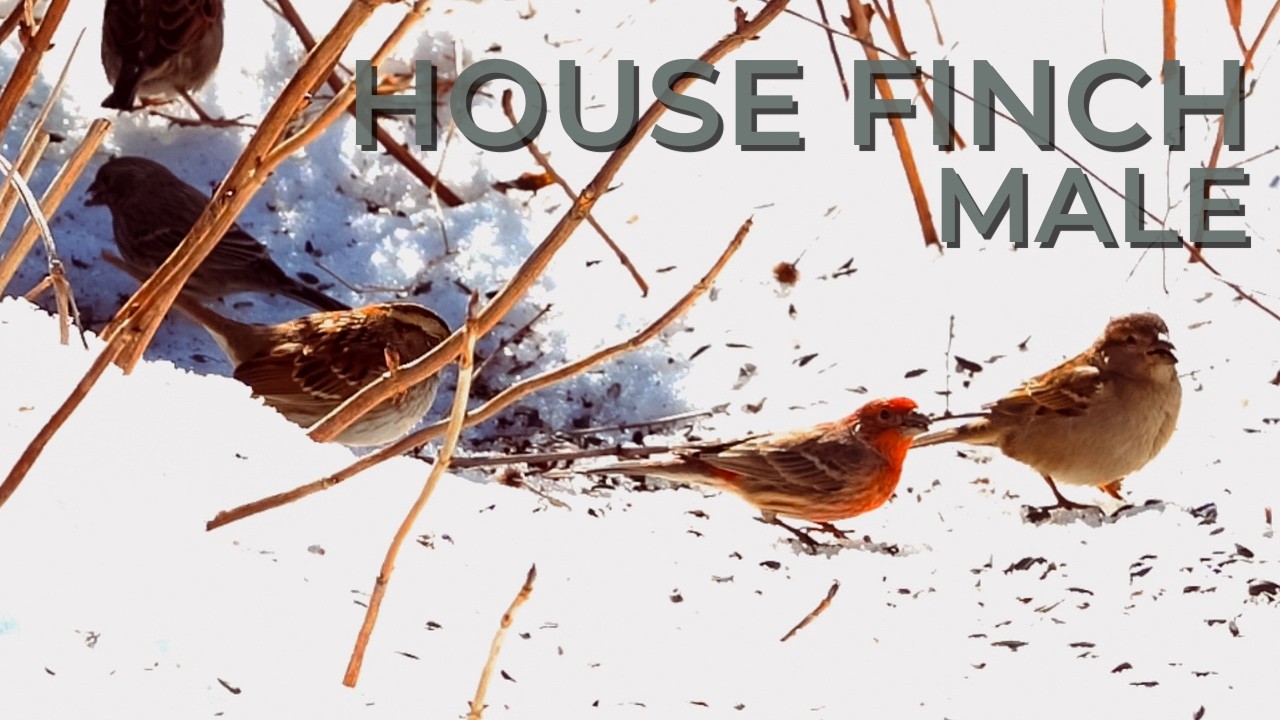 Male House Finch Close-Up | 4× Zoom Backyard Bird (Natural Sounds)