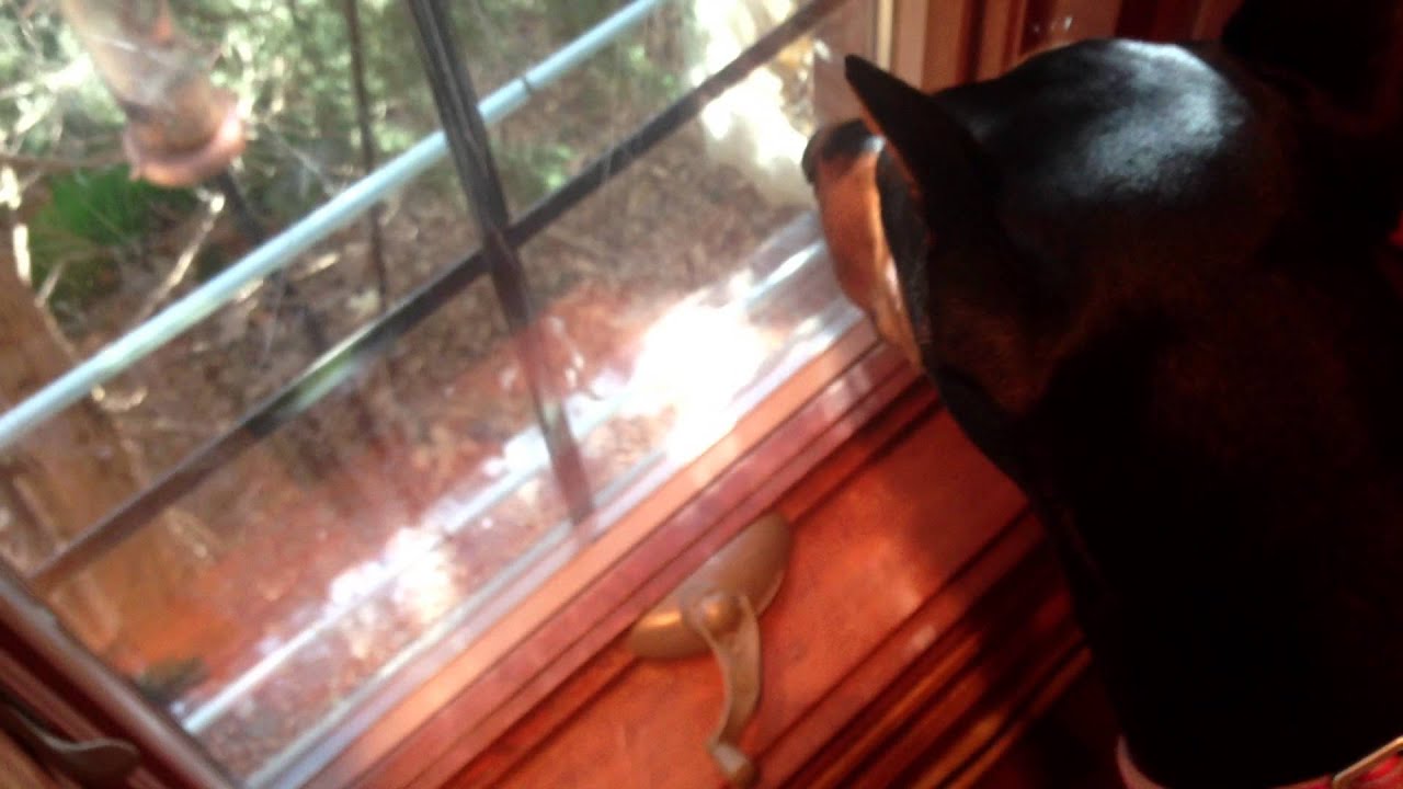 Robert O'Block's Dogs Go After Stalker