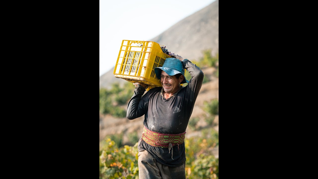 PiscoLogia & Pisco Certificate Course- Lesson 1: What is Pisco?