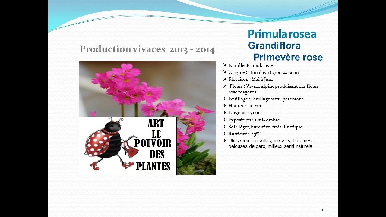 Primula rosea Grandiflora primev&egrave;re rose: plante vivace