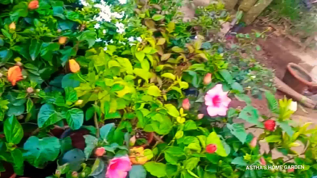 Road side Nursery visit ❤️/ Bhootnath nursery visit/Lucknow