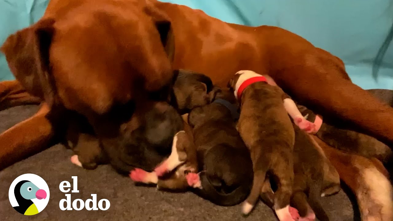 Mujer queda despierta toda la noche para ayudar a su perro pe paso dar a luz | ¡Adóptame! | El Dodo