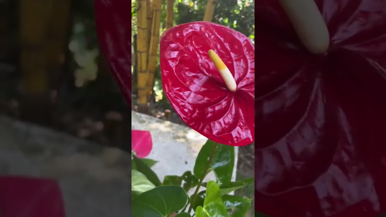 බලලා ඉක්මනිනඇනවුම් කරන්න#anthuriumwagawasinhala#fypviral #gardenplants#0765647812 