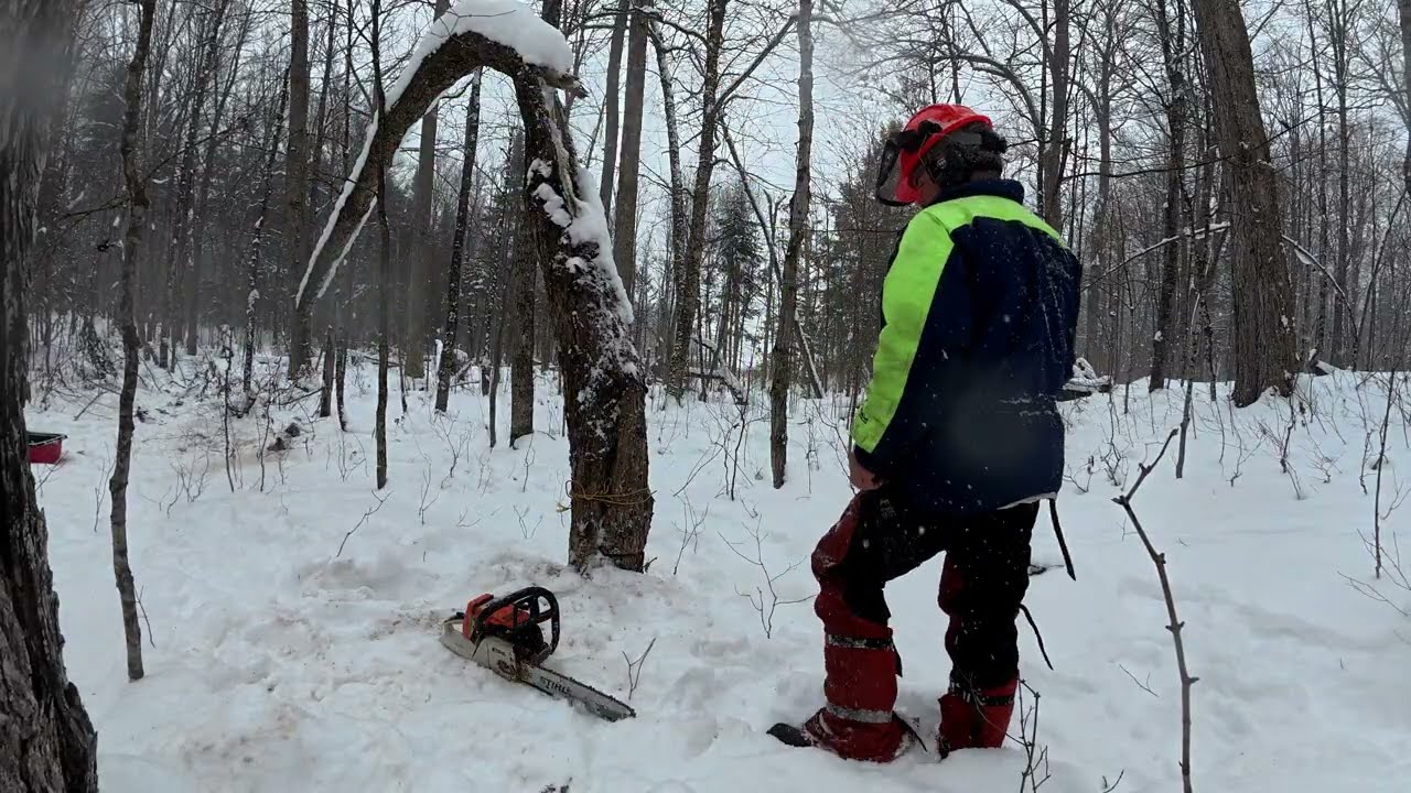 How To Cut A Dangerous Tree | Homestead Living