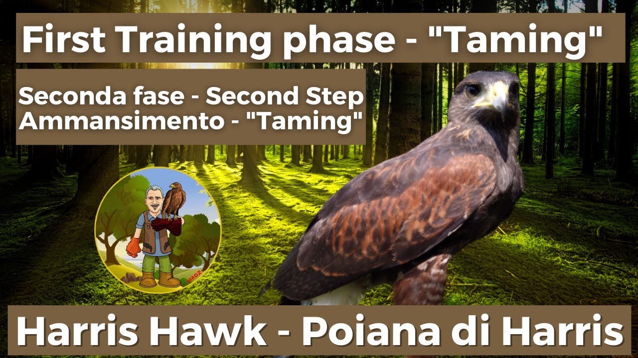 harris hawk training, phase 