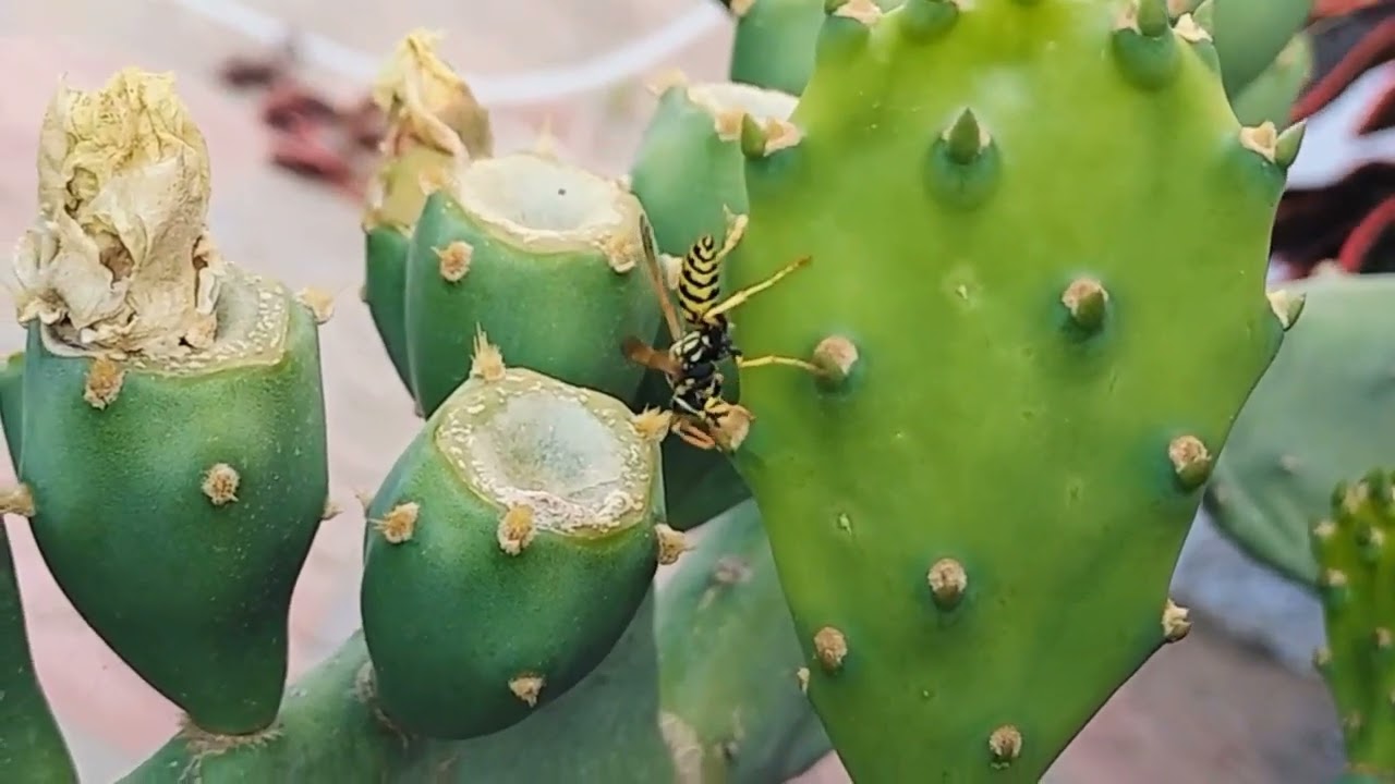 The young cactus cladodes function like flowers... see text in description