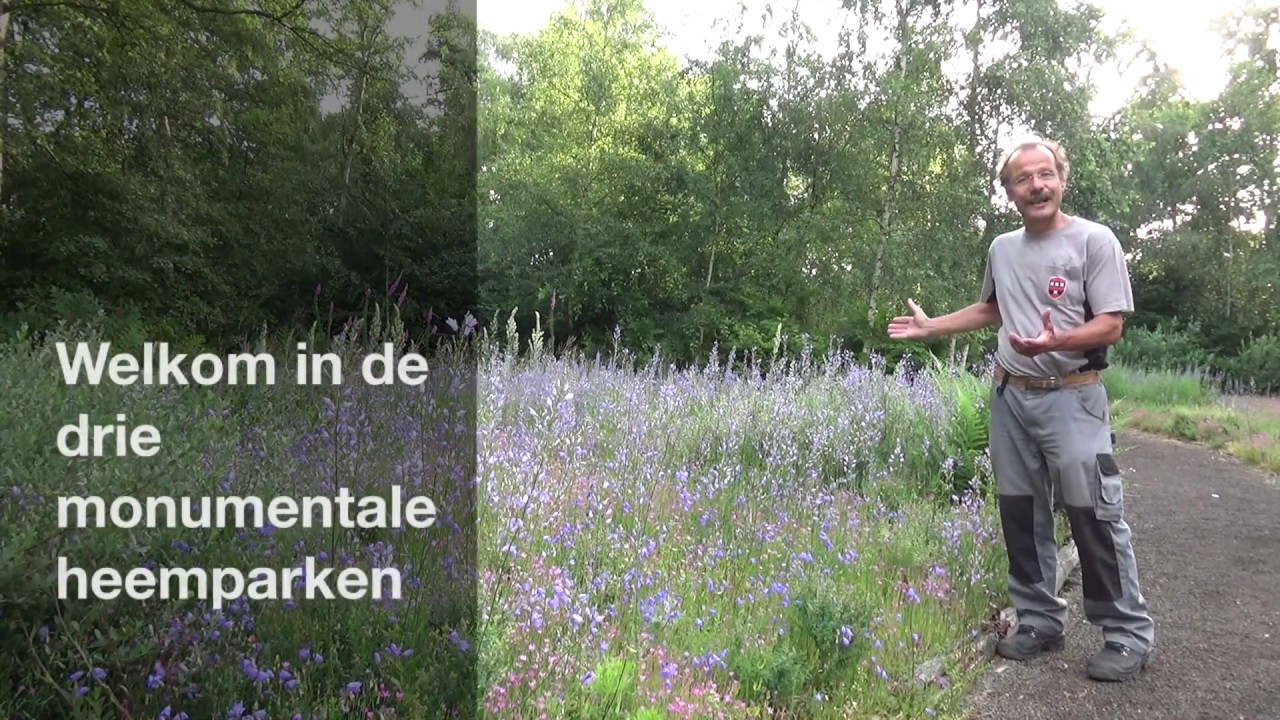 Plant vd maand Juni 2019 is Het rapunzelklokje - Campanula rapunculus