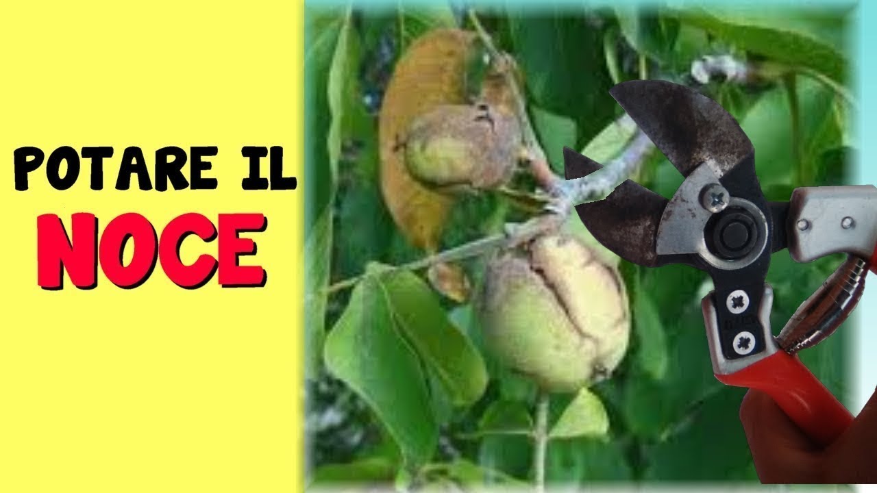 POTARE IL NOCE