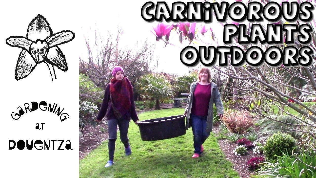 Growing Carnivorous Plants Outdoors || Building Sarracenia Bog Planters
