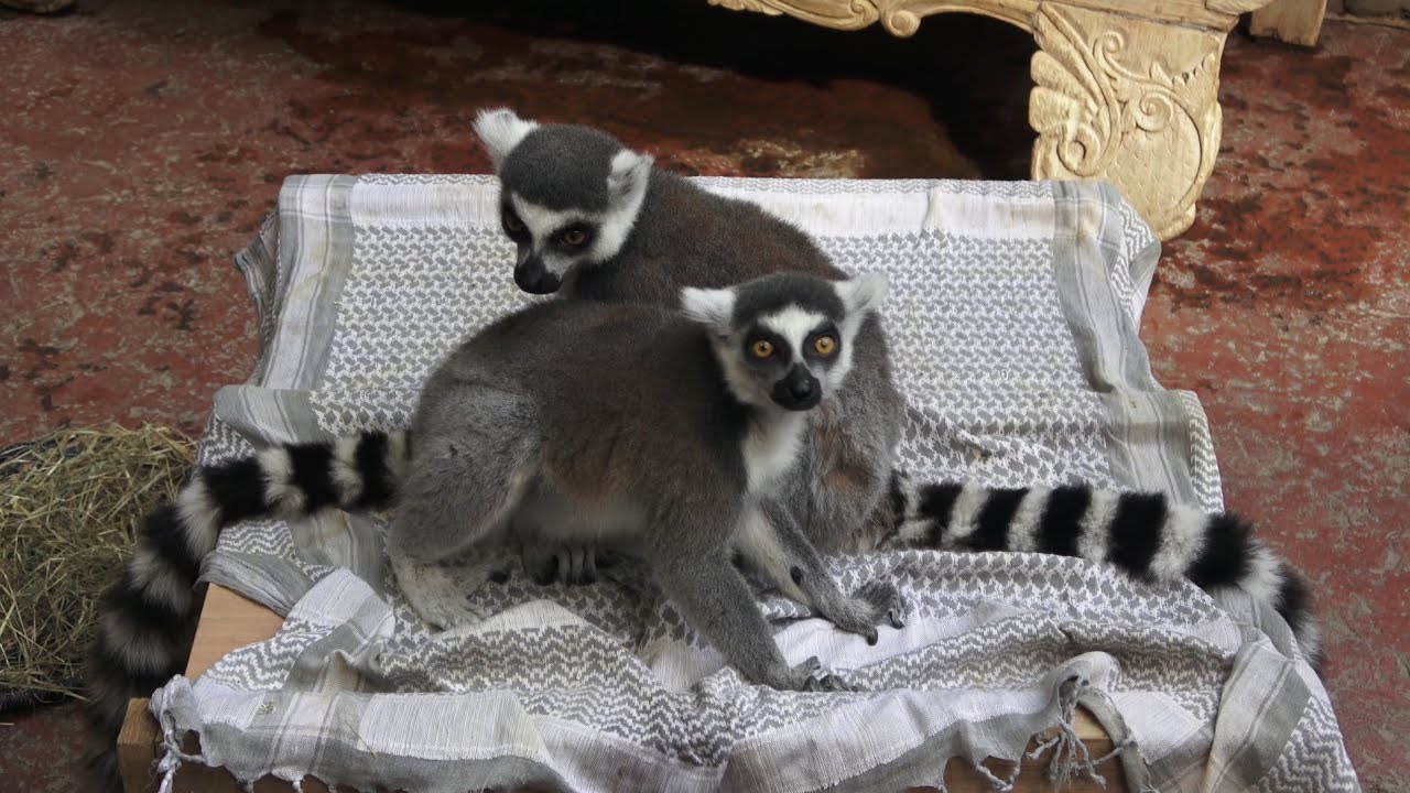 Kattas im Tropen-Aquarium Hagenbeck Hamburg März 2018 4K