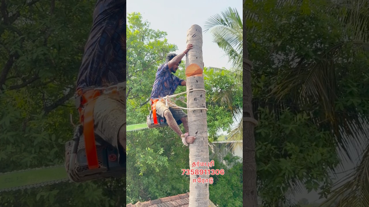 anbu tree cutting work#coconut#tree#reels#shorts#work
