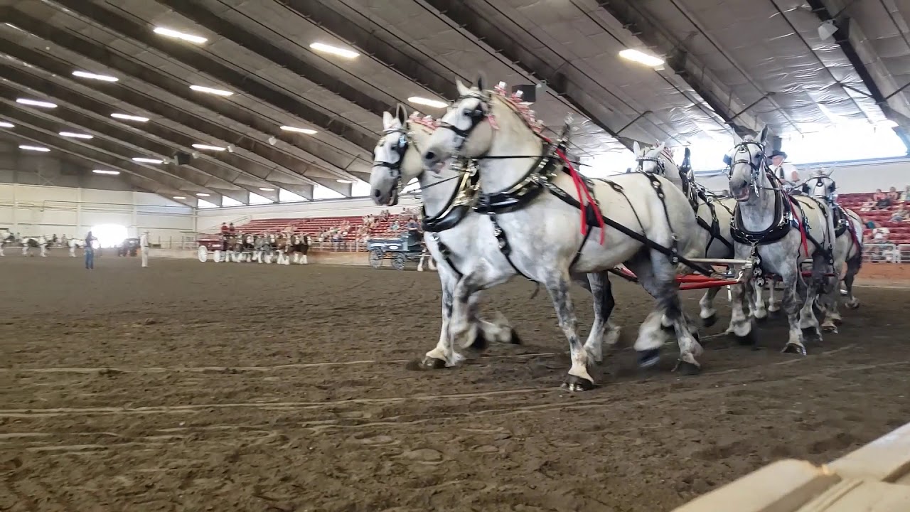 Six horse hitch, Draft Horse Extravaganza, Monroe WA