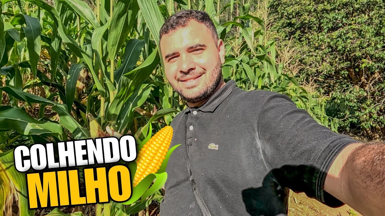 VLOG NA ROÇA | FOMOS PEGAR MILHO PARA FAZER MINGAL 