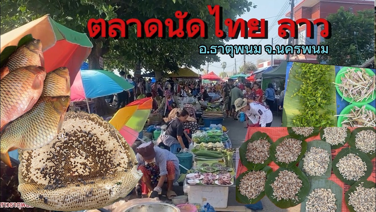 ไข่มดแดง จั๊กจั่น ผักหวาน ของป่า #ตลาดนัดธาตุพนม 9 มีค 2569 #ตลาดลาว