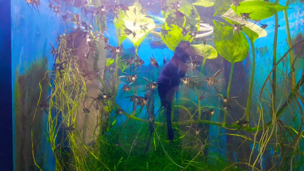 why angel fish eating its fry لماذا تأكل اسماك الانجل افراخها ؟؟