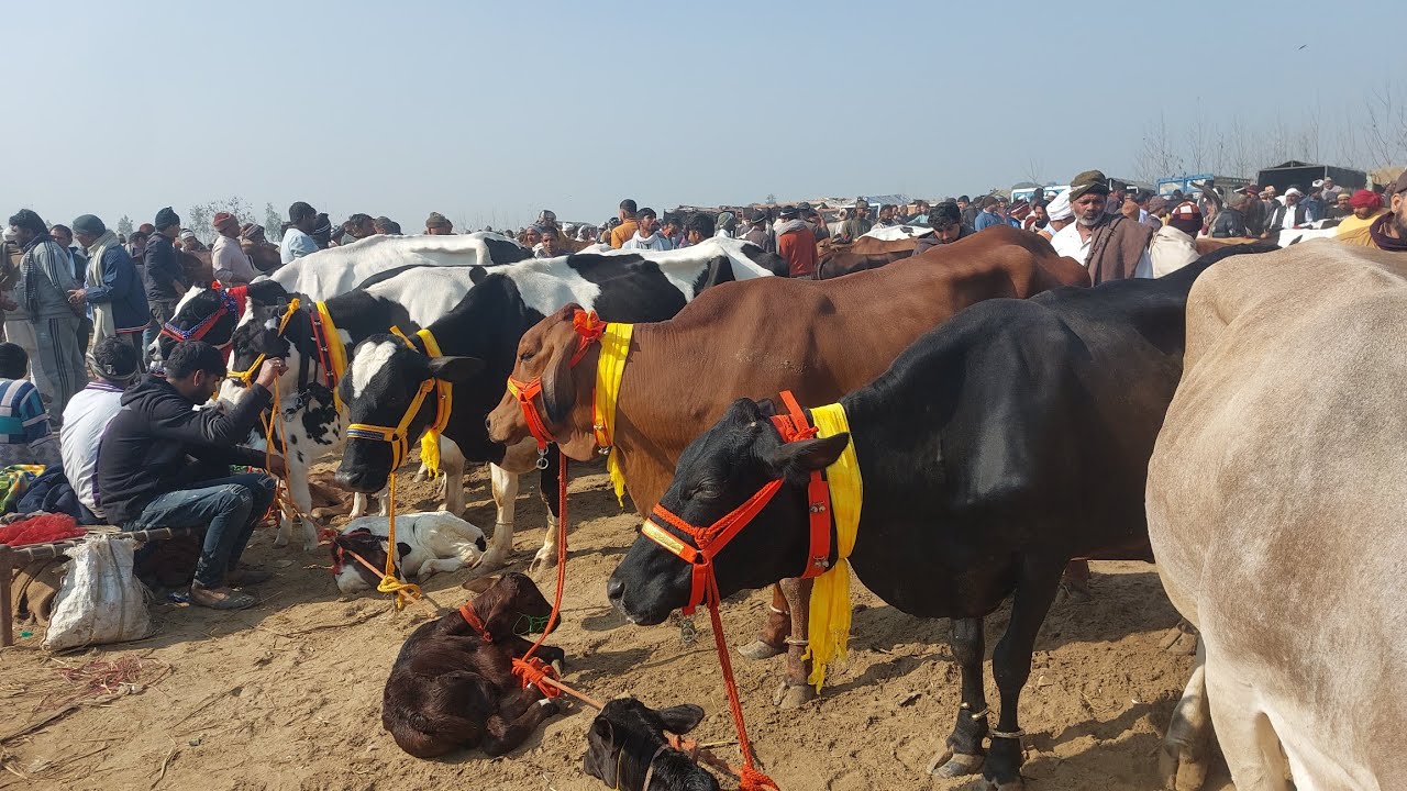 Parsi Pashu Mandi | Sale Hf Cow | Cow Market up | Sale Jersey Gaye | Tharparkar Gaye | Meerut Mandi 