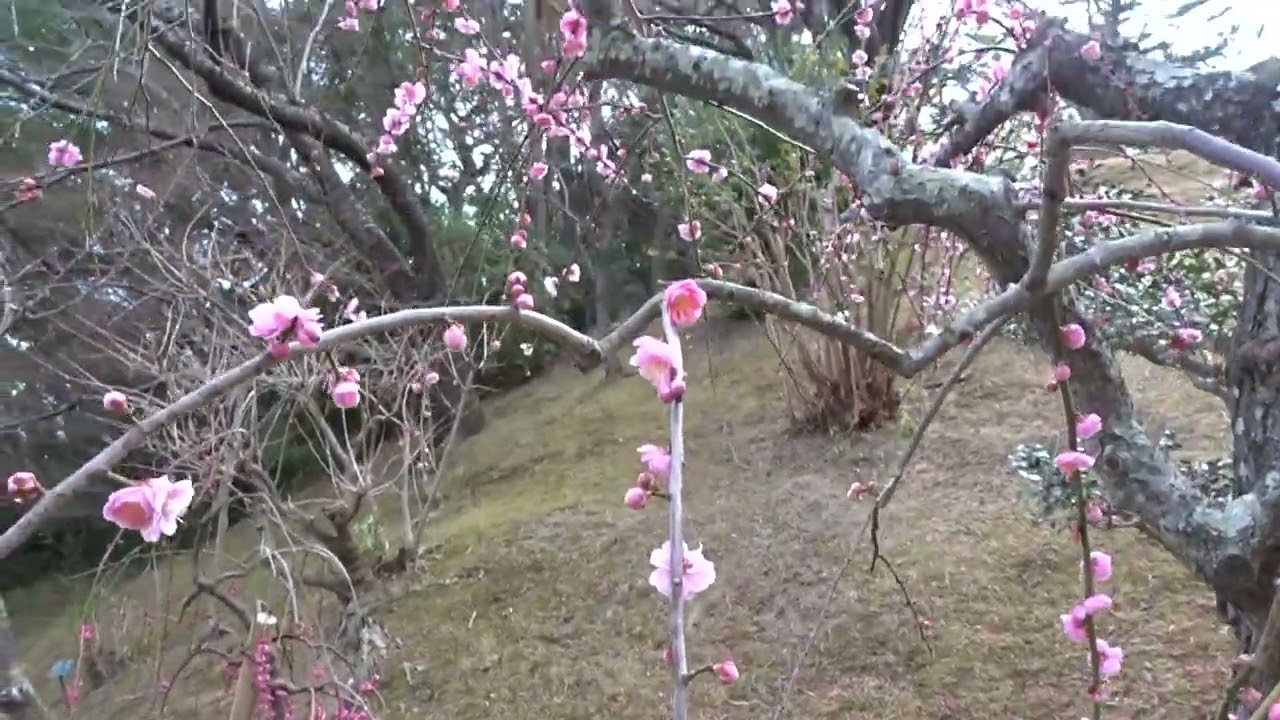 須磨離宮公園令和８年２月２４日（火）ｺﾁｮｳﾗﾝその５５ムービーショー
