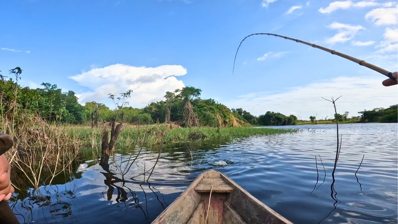 Os brutos não perdoaram! Pescaria raiz na vara de bambu!