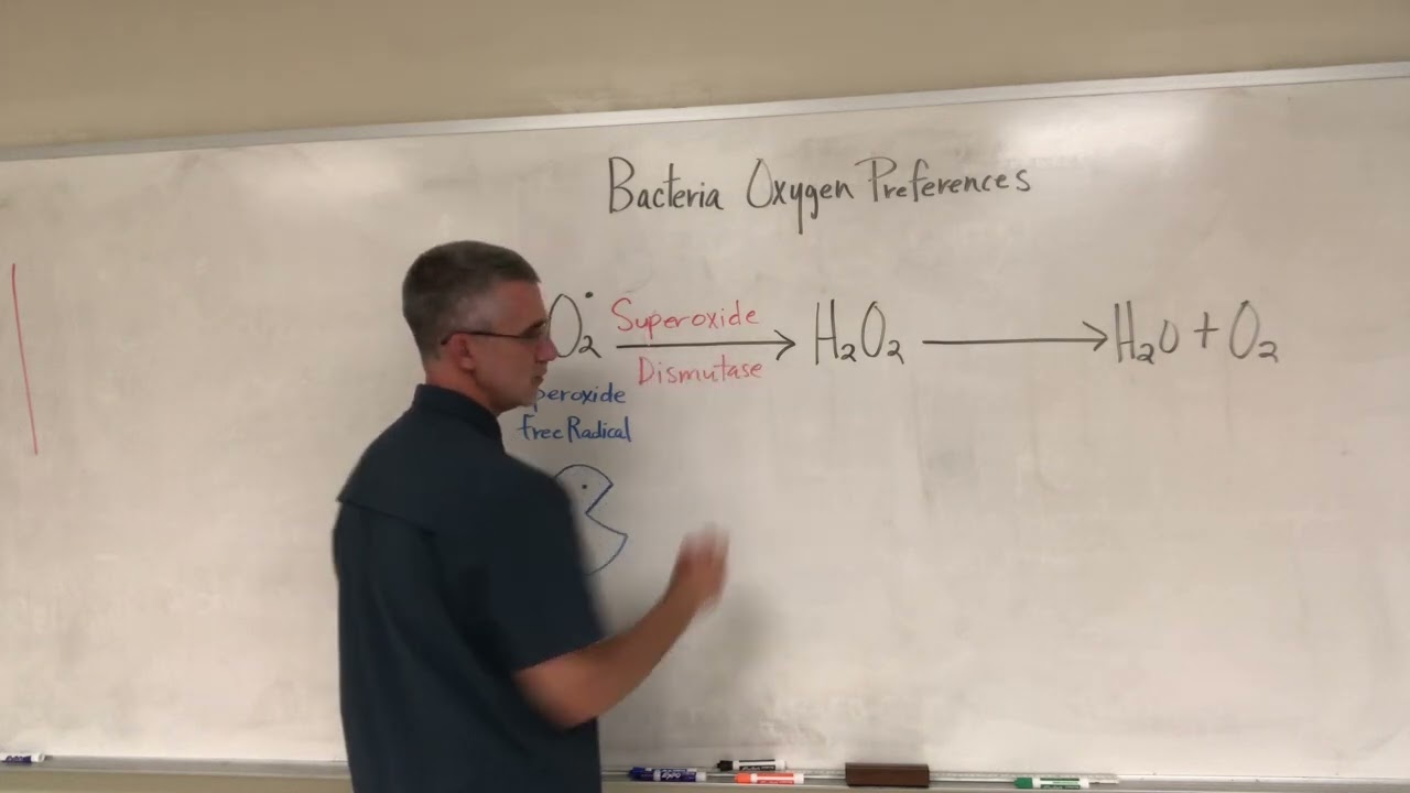 Why is  Oxygen Toxic to Certain Bacteria?