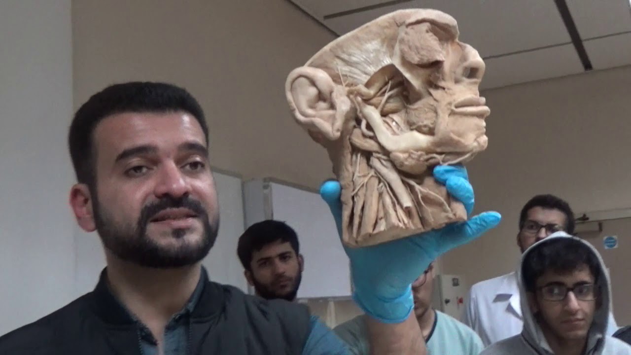 Anatomy Lab of Cranial nerves  by Dr.Muhammad Ramadan