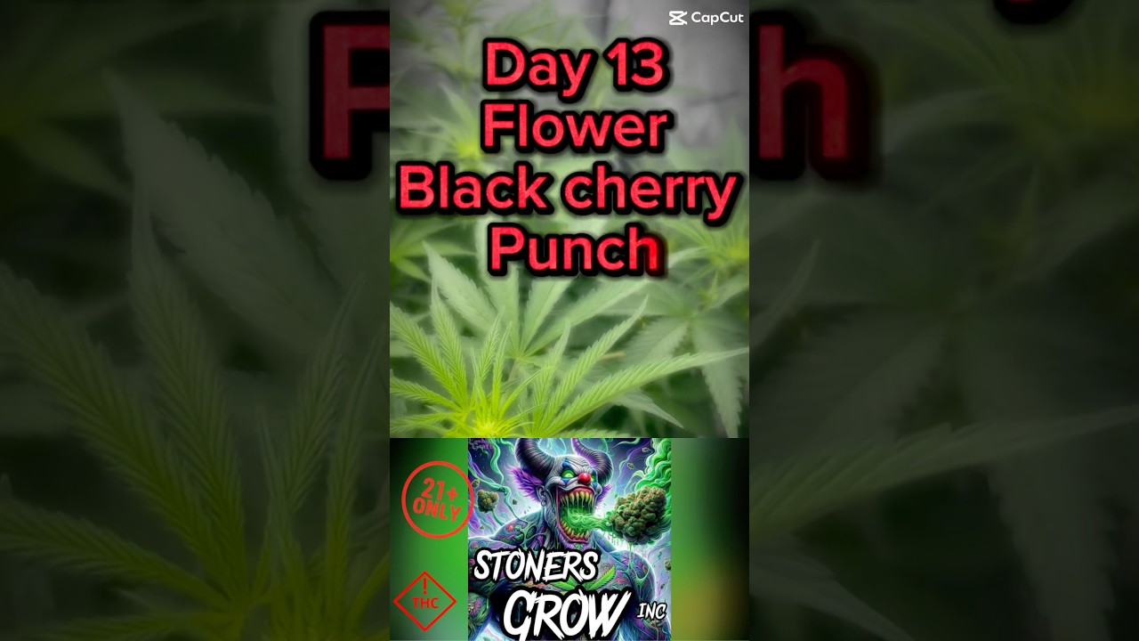 Black Cherry Punch by in house genetics #Buildasoil#Acinfinity#organicgrowing