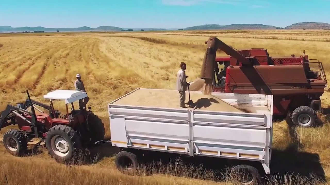 The Life Cycle of Teff | Modern Agricultural Plant and Harvest of the Smallest Grain, Ethiopian Teff