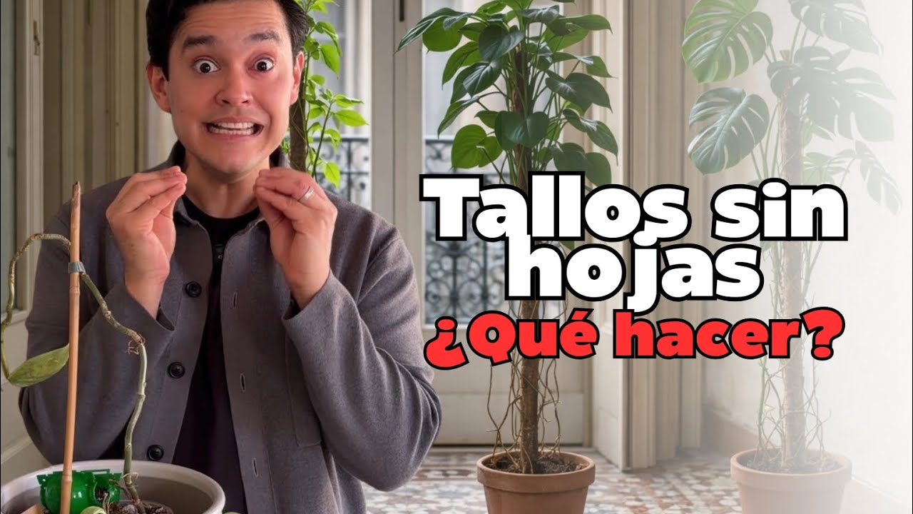 Qué hacer cuando tu planta se queda con el tallo pelón (y cómo recuperarla)