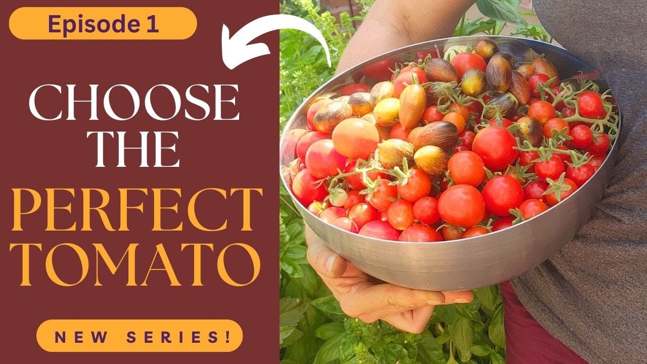Tomatoes Explained: Choose the Best Tomatoes for the Desert